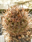 Horridocactus tuberisulcatus