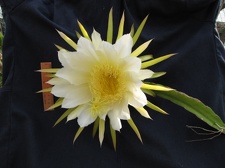 Hylocereus undatus