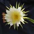 Hylocereus undatus