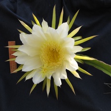 Hylocereus undatus