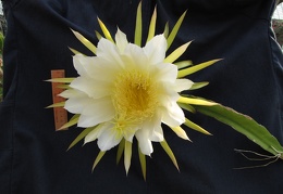 Hylocereus undatus