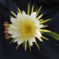Hylocereus_undatus.jpg