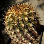 Islaya brevicylindrica   Eriosyce islayensis   Pavlik