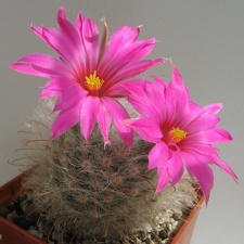 Krainzia  Mammillaria  guelzowiana
