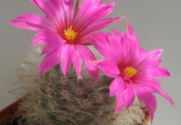 Krainzia  Mammillaria  guelzowiana