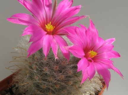 Krainzia  Mammillaria  guelzowiana