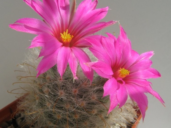 Krainzia  Mammillaria  guelzowiana