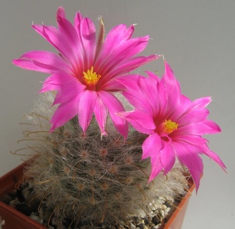Krainzia  Mammillaria  guelzowiana