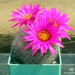 Krainzia (Mammillaria)