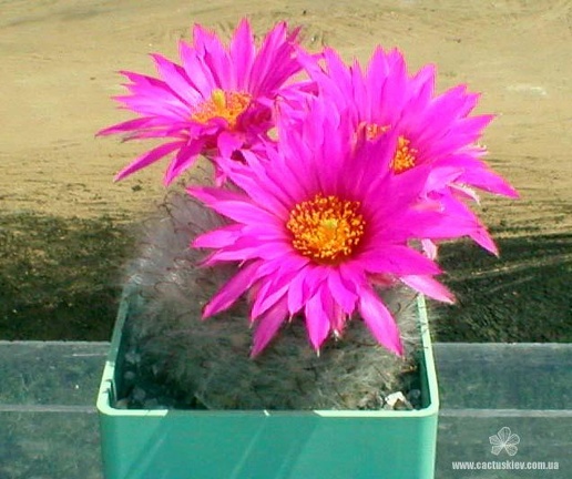 Krainzia gulzowiana Shutov