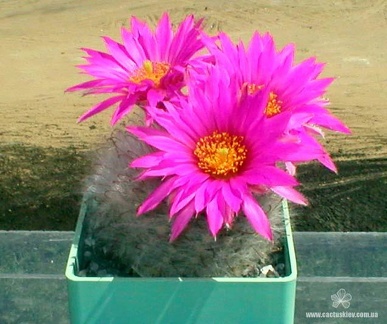 Krainzia gulzowiana Shutov