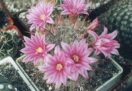 Krainzia (Mammillaria) longiflora