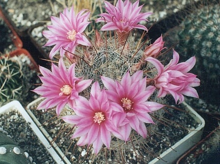 Krainzia (Mammillaria) longiflora