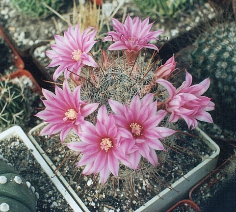 Krainzia (Mammillaria) longiflora