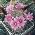 Krainzia (Mammillaria) longiflora