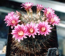 Krainzia (Mammillaria) longiflora