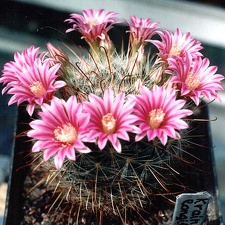 Krainzia (Mammillaria) longiflora