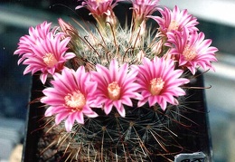 Krainzia (Mammillaria) longiflora