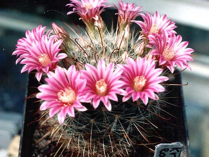 Krainzia (Mammillaria) longiflora