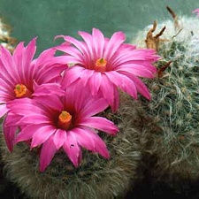 Krainzia (Mammillaria) guelzowiana