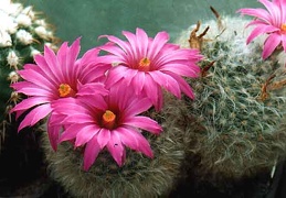 Krainzia (Mammillaria) guelzowiana