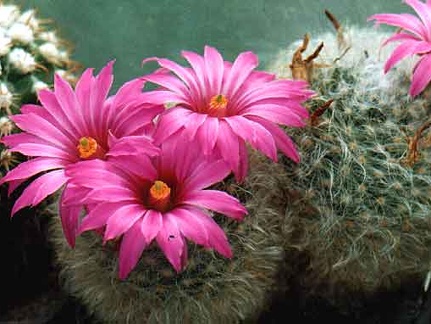 Krainzia (Mammillaria) guelzowiana