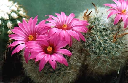 Krainzia (Mammillaria) guelzowiana