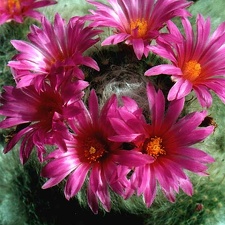 Krainzia (Mammillaria) guelzowiana