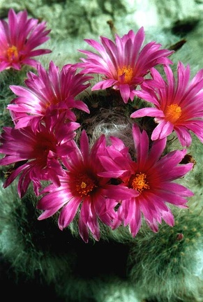 Krainzia (Mammillaria) guelzowiana