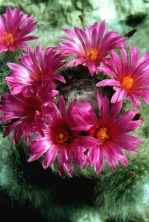 Krainzia (Mammillaria) guelzowiana