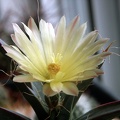 Leuchtenbergia principis