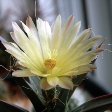 Leuchtenbergia principis