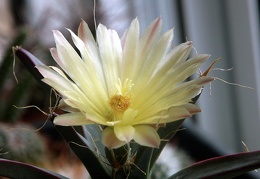 Leuchtenbergia principis