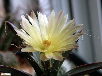 Leuchtenbergia principis
