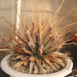 Leuchtenbergia