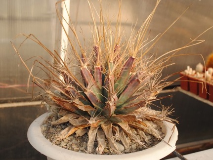 Leuchtenbergia principis1982 Vict Oldman dec2011 Muchin