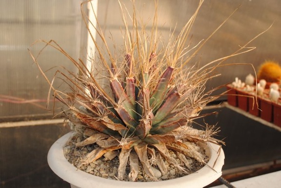 Leuchtenbergia principis1982 Vict Oldman dec2011 Muchin