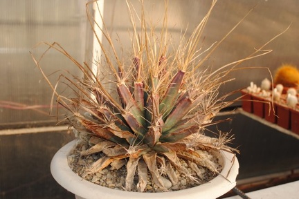 Leuchtenbergia principis1982 Vict Oldman dec2011 Muchin