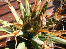 Leuchtenbergia principis 001