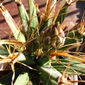 Leuchtenbergia principis 001