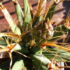 Leuchtenbergia principis 001