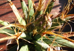 Leuchtenbergia principis 001