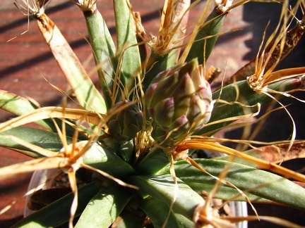 Leuchtenbergia principis 001