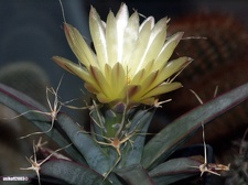 Leuchtenbergia principis 1