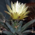 Leuchtenbergia principis 1