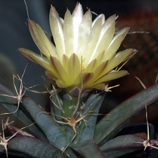 Leuchtenbergia principis 1