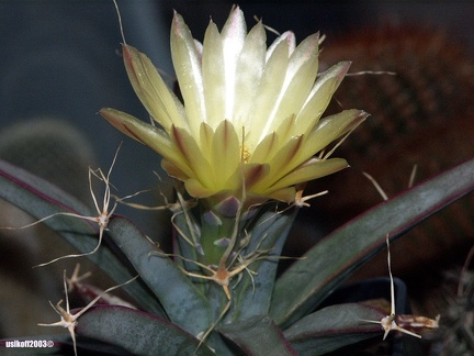 Leuchtenbergia principis 1