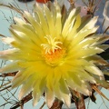 Leuchtenbergia principis flower