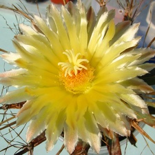 Leuchtenbergia principis flower