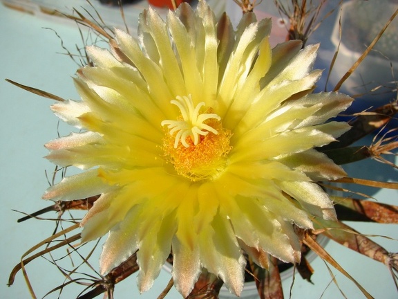 Leuchtenbergia principis flower